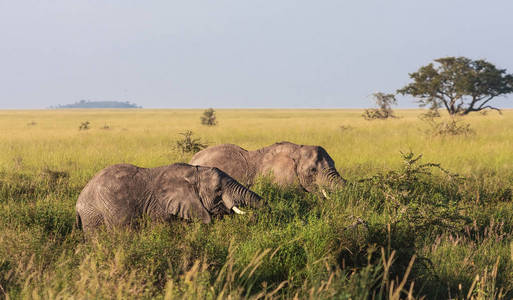 灌木丛中有两只大象。坦桑尼亚塞伦盖蒂