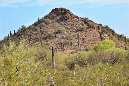 仙人掌荒漠植物园凤凰arizona