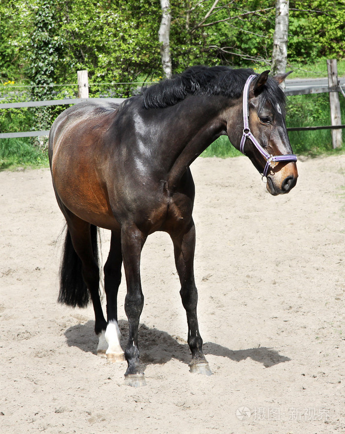 夕阳下一匹马的肖像