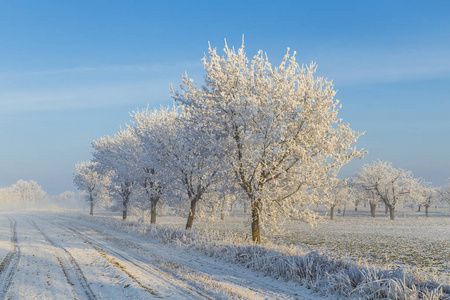 在雪白色冰树覆盖景观图片