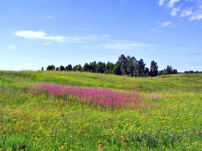 夏季景观