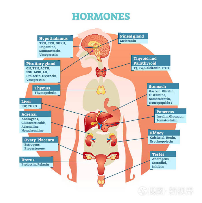 人体荷尔蒙矢量图解