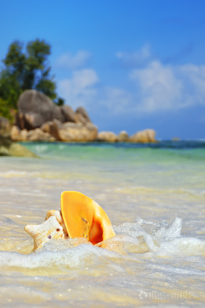 海洋海岸上的贝壳