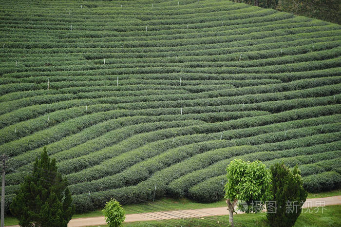 泰国北部的茶园景观