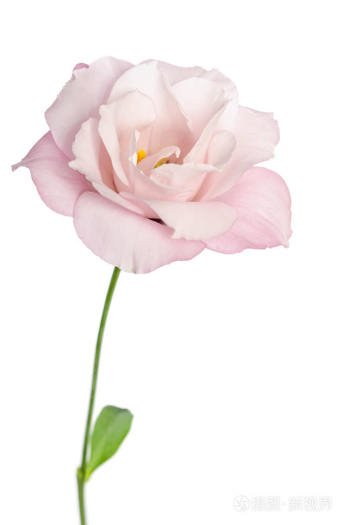 白色背景上的美丽洋花