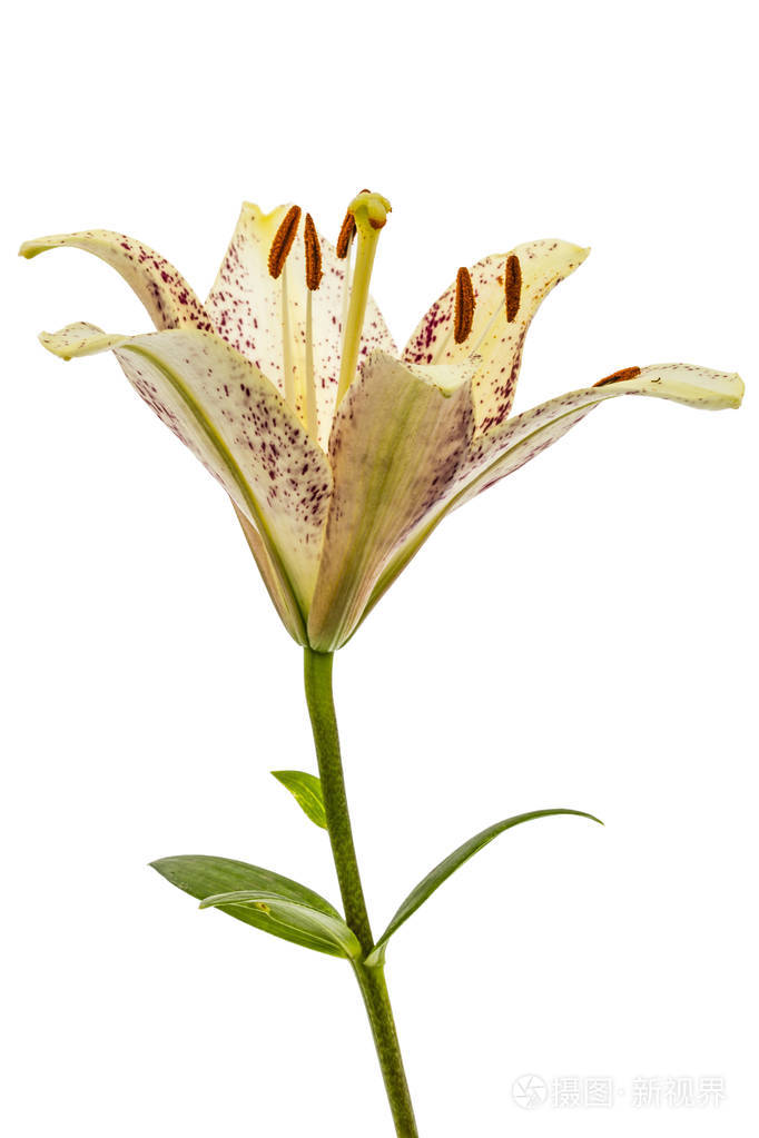 亚洲百合花白色背景隔离