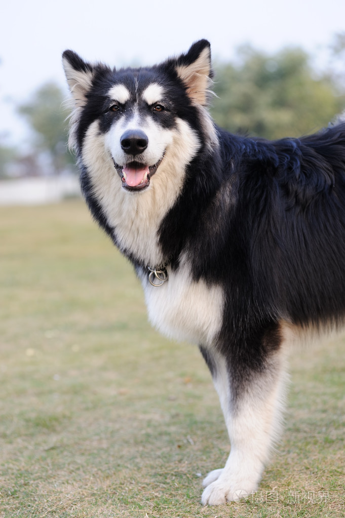 阿拉斯加马拉默特犬站在草坪上照片-正版商用图片037j2h-摄图新视界