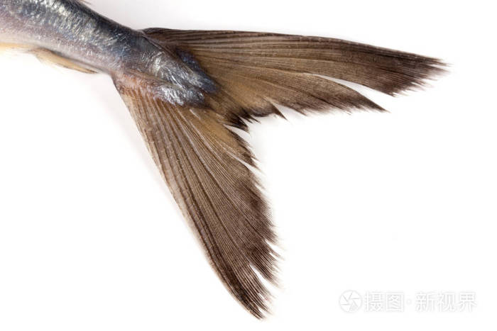 马鲛鱼特写孤立在白色背景上的尾巴
