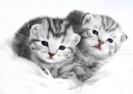 小猫婴儿条纹灰色。猫