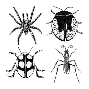 昆虫和 bug 收集