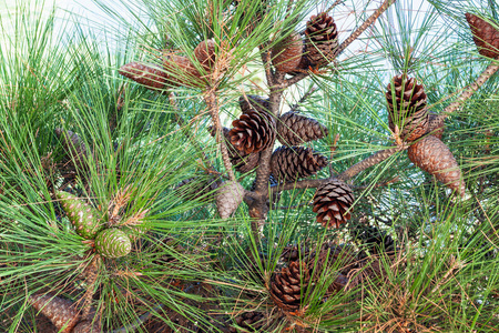 黑松松树克里米亚松树的枝叶和球果照片