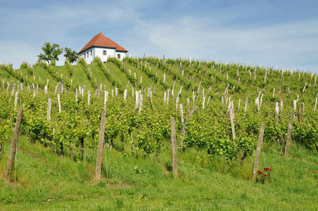 House in Vineyards. kalce, Slovenia