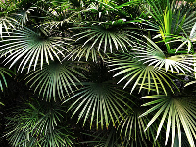 绿色棕榈树枝图案