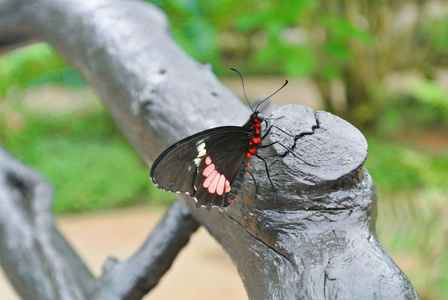 大黑的红色和白色的热带蝴蝶坐在一个