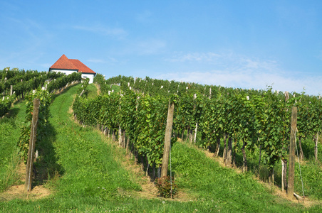 House in Vineyards. kalce, Slovenia