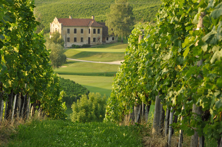 House in Vineyards. kalce, Slovenia