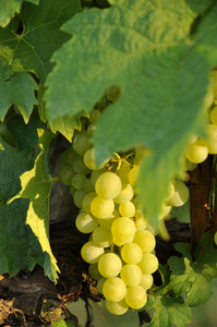 葡萄 grape的名词复数 