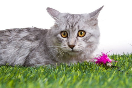 小猫在绿草地上玩玩具。白色隔离背景