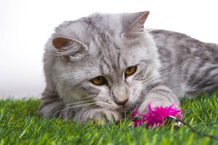 小猫在绿草地上玩玩具。白色隔离背景