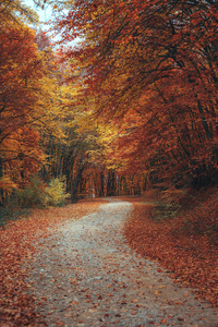美丽的秋天森林山间小道
