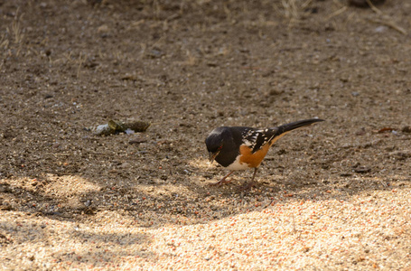 斑点 Towhee Pipilio 鲈 喂养