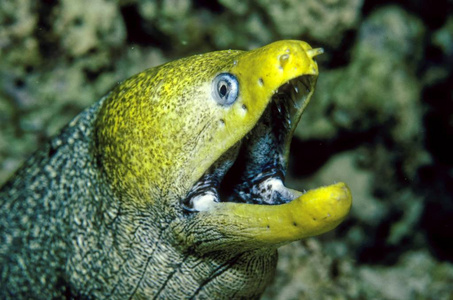 海鳗鳗特写图片