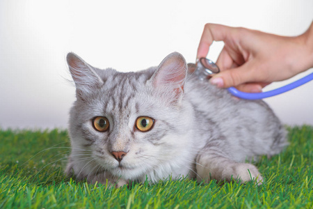 兽医用听诊器听小猫