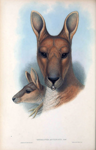 袋鼠的插图。澳大利亚的哺乳动物。伦敦1863