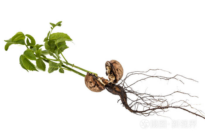 一个年轻的核桃芽在白色背景隔离