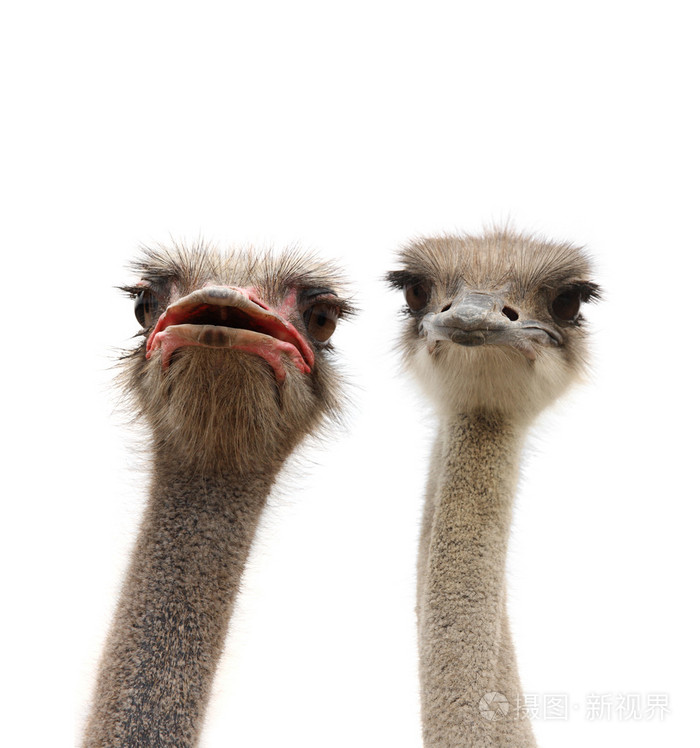 ostriches isolated