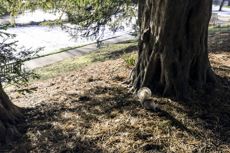 野生东灰松鼠在冬季水泵房甫花园, 皇家利明顿温泉, 沃里克, 英国