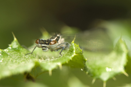 ischnura elegans