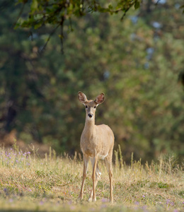 尾鹿 odocoilus 鹑 在 formland 在华盛顿