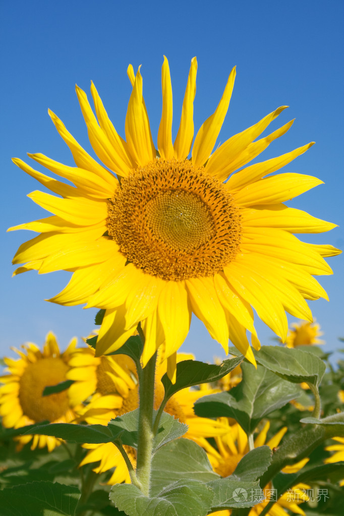 向日葵葵花sunflower的名词复数