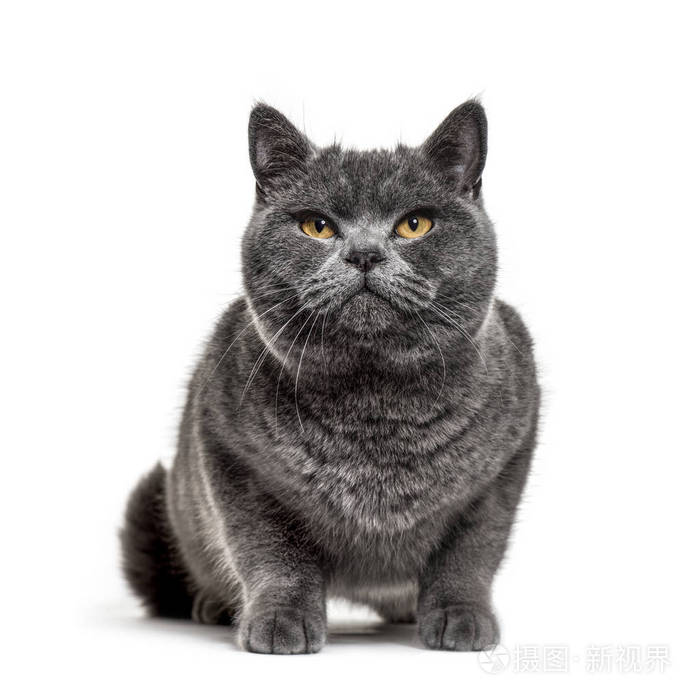 灰色英国短猫孤立在白色