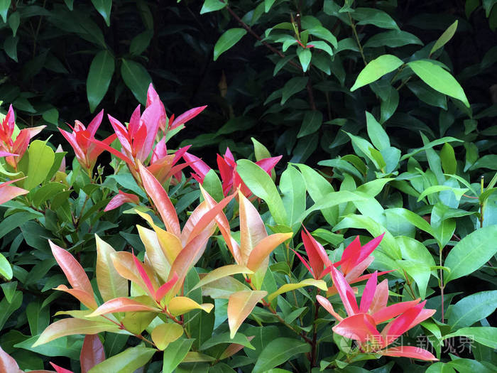 热带绿叶和花卉图片