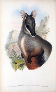 袋鼠的插图。澳大利亚的哺乳动物。伦敦1863