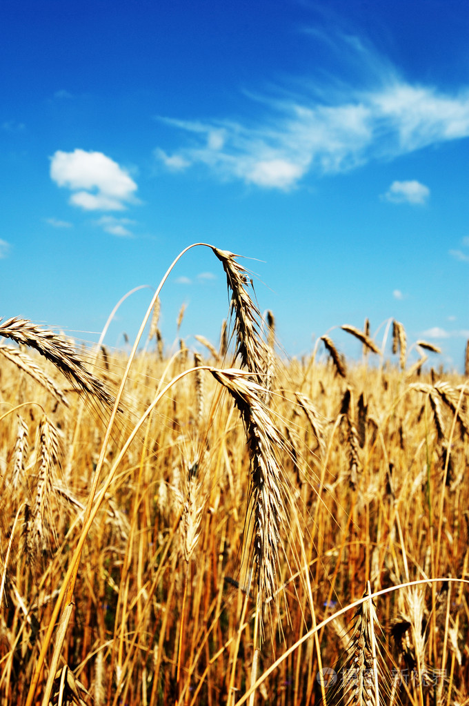 成熟的麦田蓝天的耳朵照片-正版商用图片038akw-摄图新视界