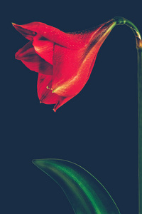 黑色背景下的大红花图片