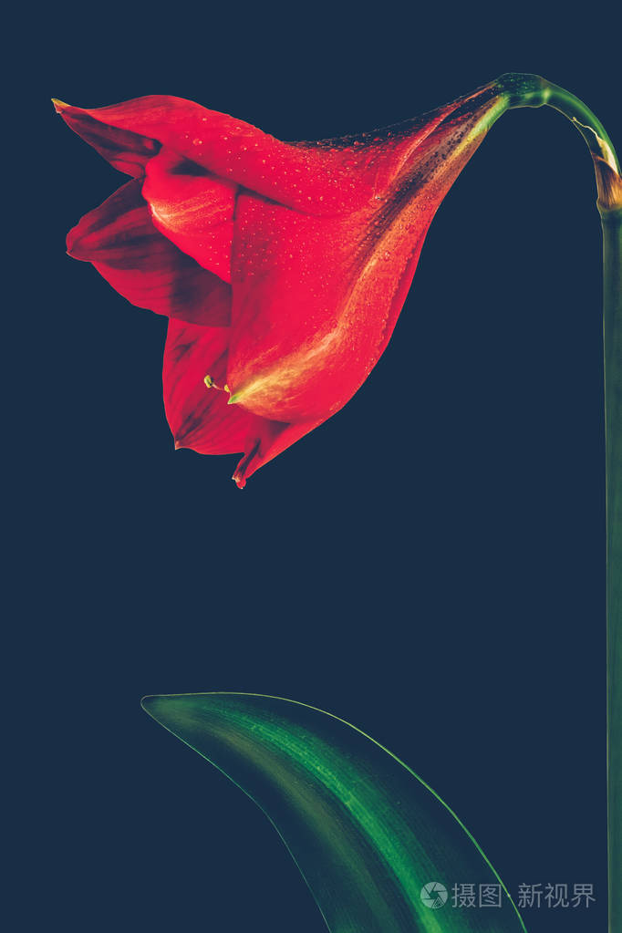 黑色背景下的大红花