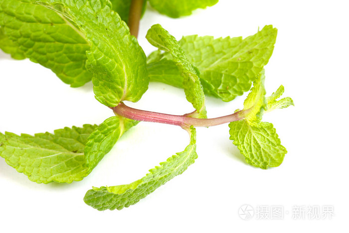 新鲜绿色薄荷