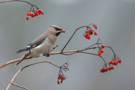 波希米亚打蜡, Bombycilla garrulus 吃浆果的