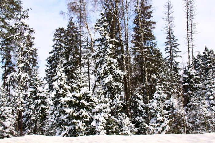 美丽的冬季森林景观