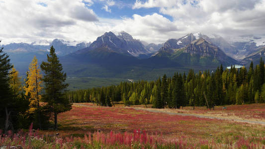 加拿大落基山和红色草甸花卉