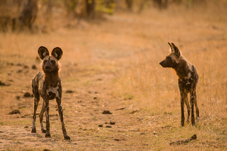 非洲野生狗在大草原关闭在津巴布韦, 南非