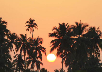 在日落的棕榈树剪影