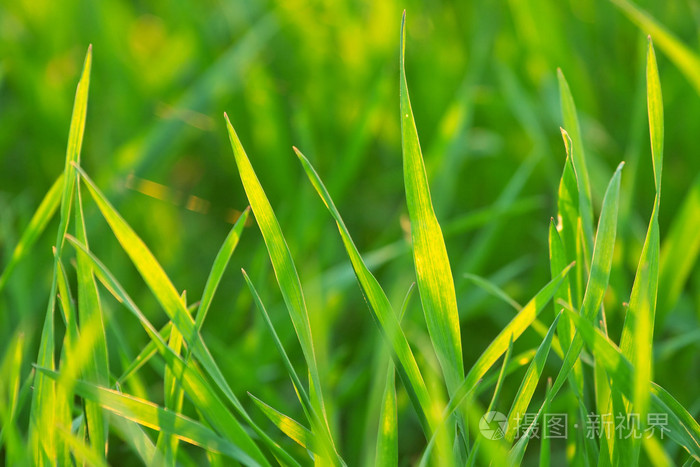 鲜艳的充满活力的绿草如茵