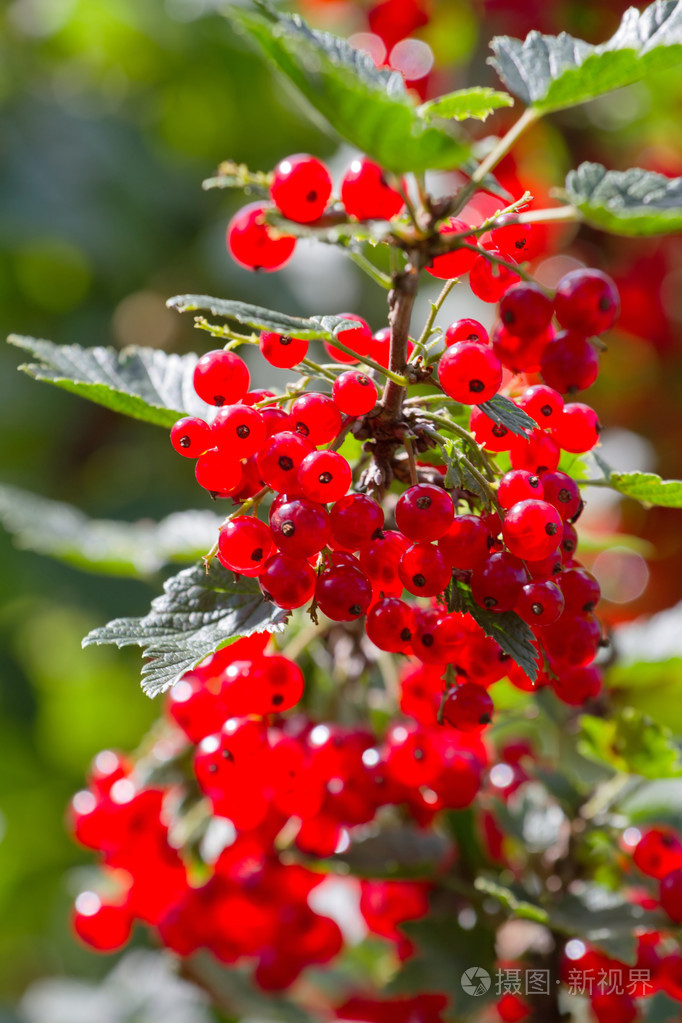 灌木丛上的红色醋栗浆果