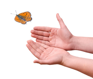 蝴蝶从手中飞来图片