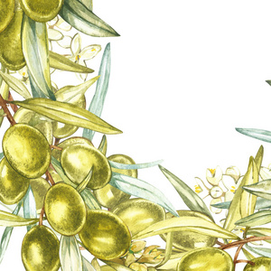 横幅与成熟黑和绿色橄榄在白色背景。设计橄榄油, 橄榄包装, 天然化妆品, 保健产品。与地方为文本